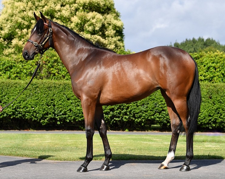 Lot: 705, Bay Filly