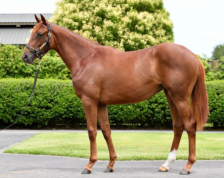 Lot: 744, Chestnut Filly
