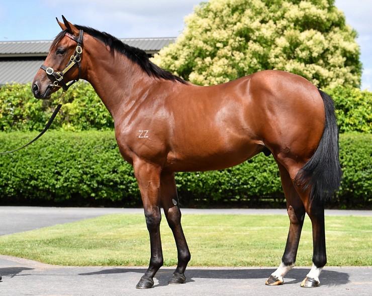 Lot: 812, Bay Colt