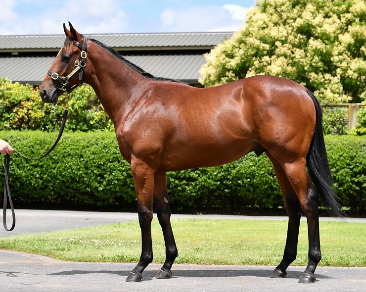 Lot: 834, Bay Colt