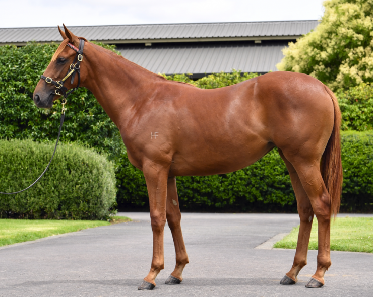 Lot: 871, Chestnut Filly