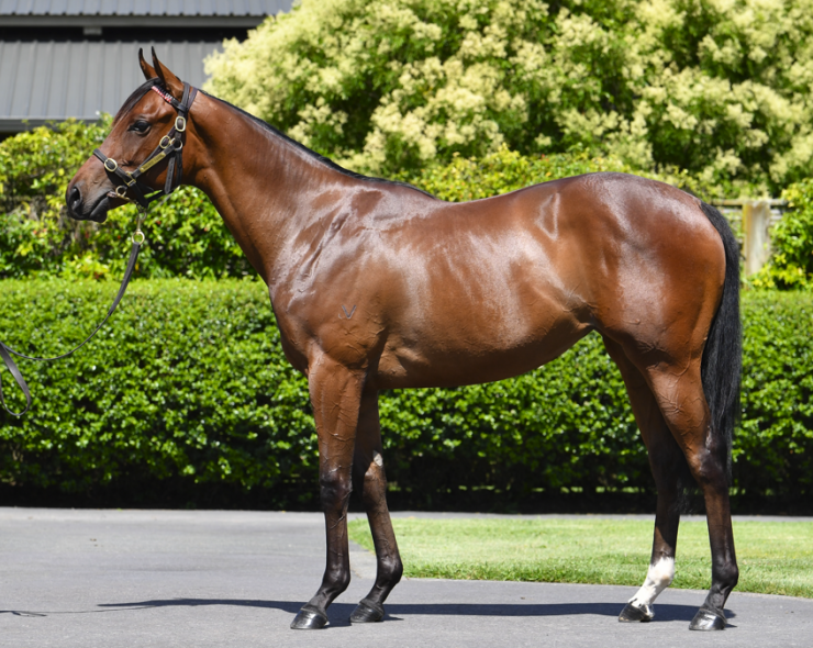 Lot: 1007, Bay Filly