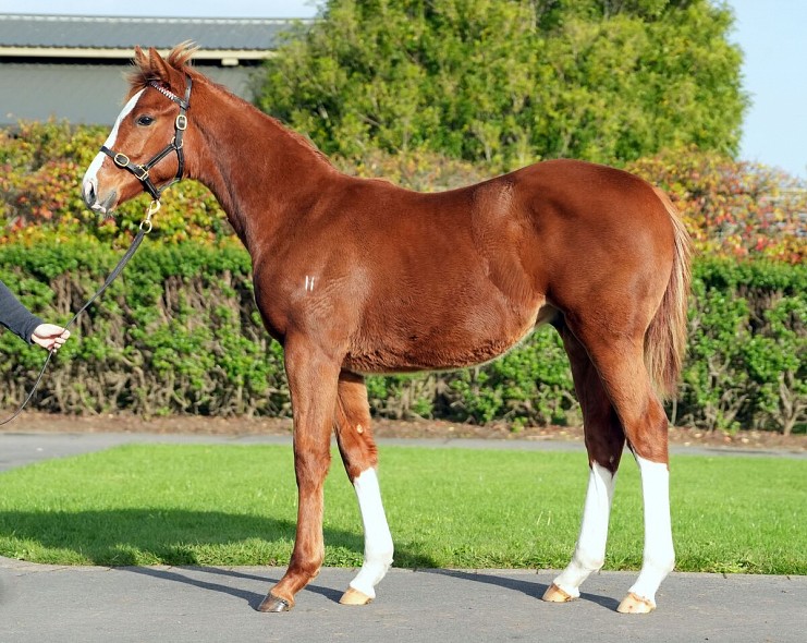 Lot: 3, Chestnut Colt