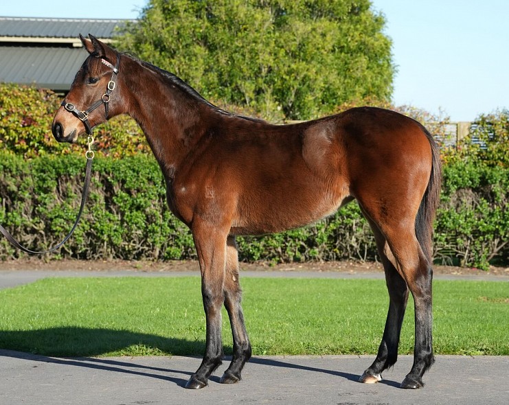 Lot: 4, Bay Filly