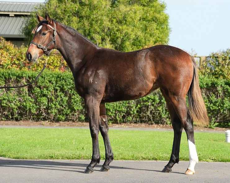 Lot: 5, Bay Filly