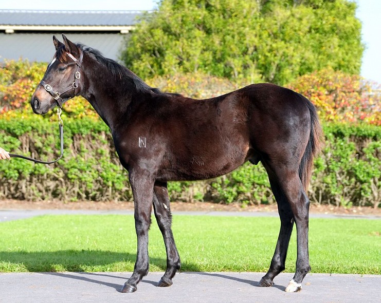 Lot: 6, Bay Colt