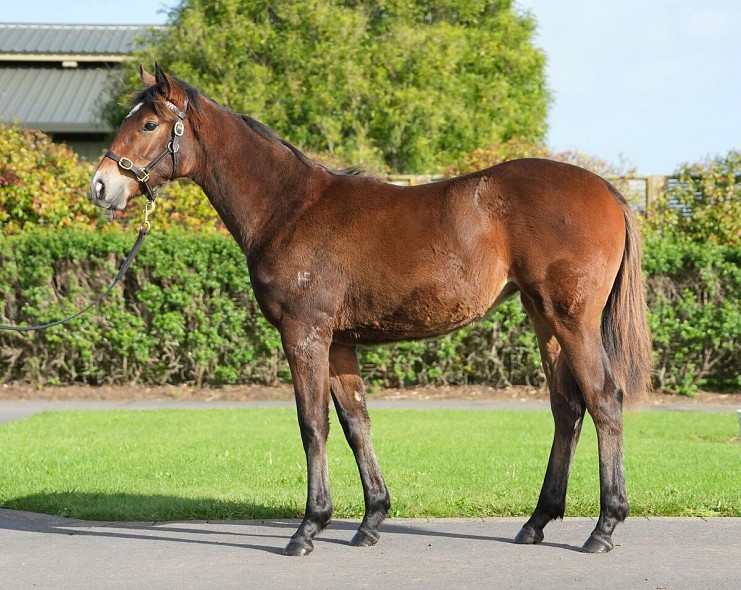 Lot: 25, Bay Filly
