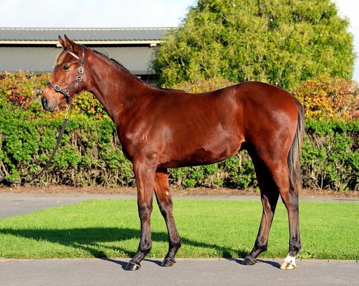 Lot: 72, Bay Colt