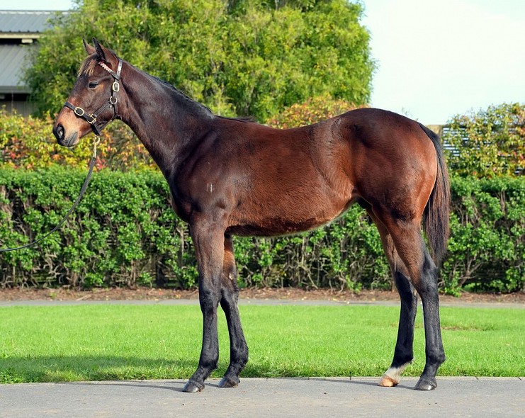 Lot: 76, Bay Colt
