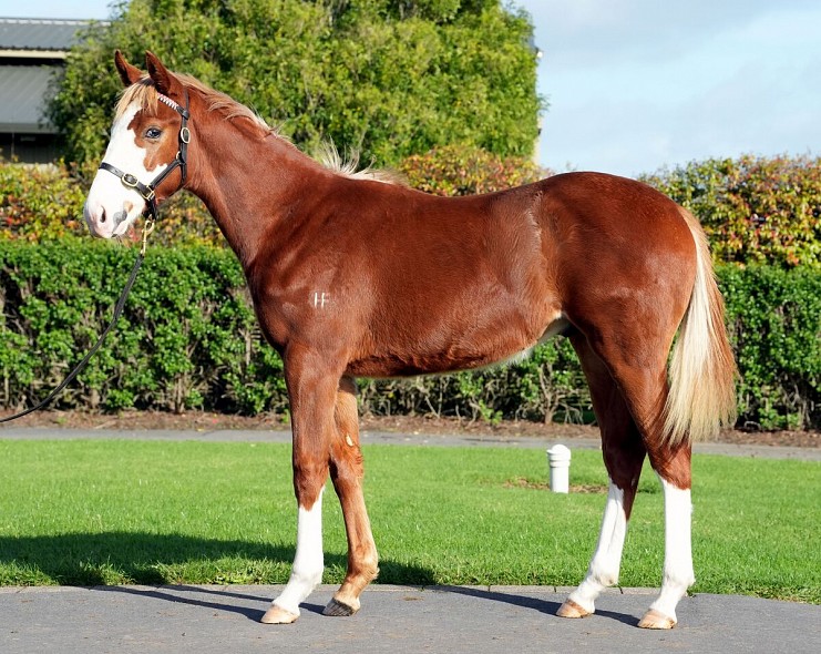 Lot: 83, Chestnut Colt