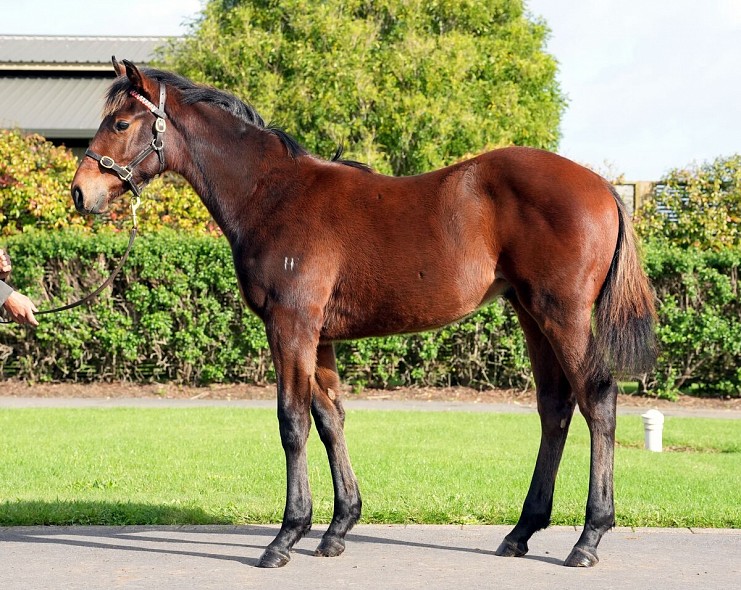 Lot: 108, Bay Colt