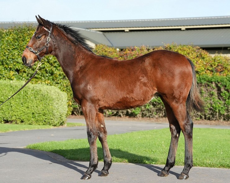Lot: 121, Bay Colt