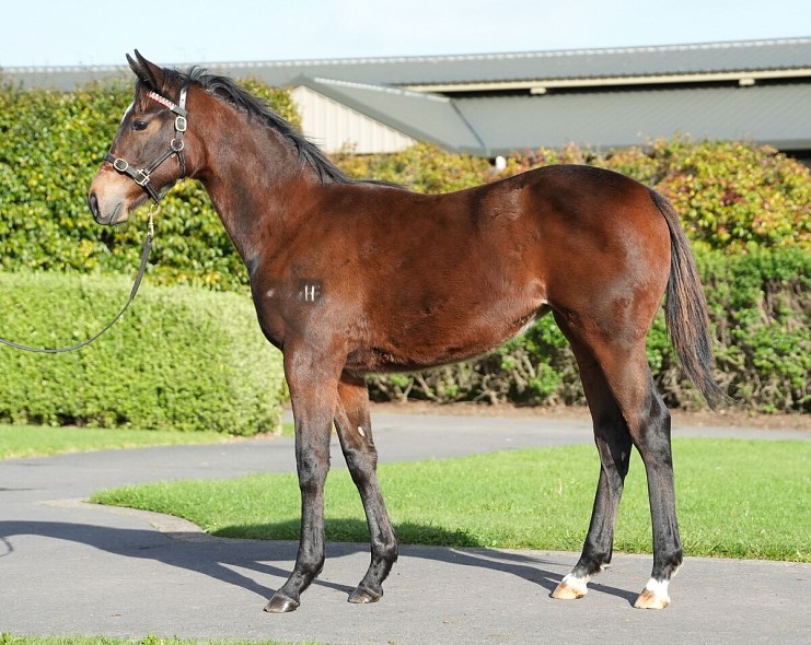 Lot: 122, Bay Filly