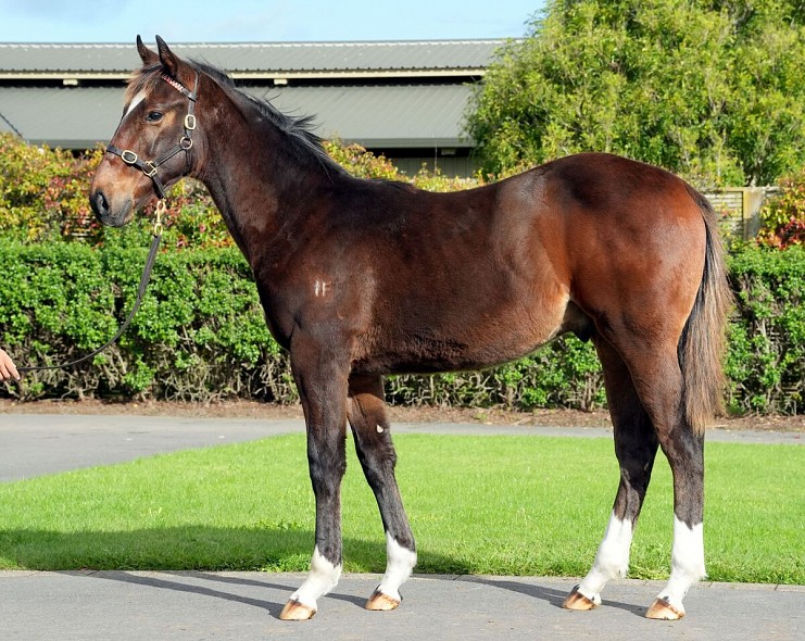 Lot: 138, Bay Colt